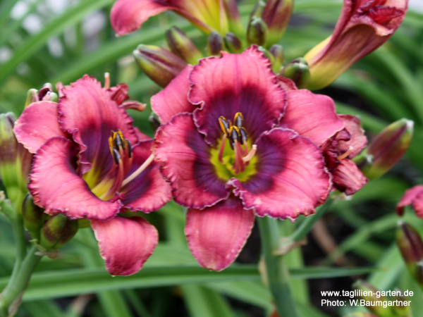 catalog/images/startseite/Black Phantom Dephts.jpg